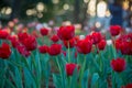 Beautiful tulips field in garden