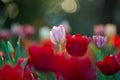 Beautiful tulips field in garden