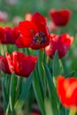 Beautiful tulips field in garden