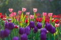 Beautiful tulips field in garden morning