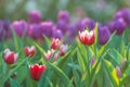 Beautiful tulips field in garden morning Royalty Free Stock Photo