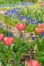 Beautiful Tulips Royalty Free Stock Photo