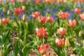 Beautiful Tulips Royalty Free Stock Photo