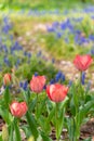 Beautiful Tulips Royalty Free Stock Photo