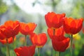 Beautiful tulips field in spring time Royalty Free Stock Photo