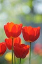 Beautiful tulips field in spring time Royalty Free Stock Photo