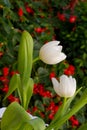 Beautiful tulips field in spring time Royalty Free Stock Photo