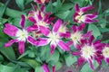 Beautiful tulips field in spring time. Pink and purple tulip flower background. Top view of tulips. Bunch of Pink with white in