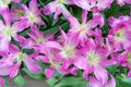 Beautiful tulips field in spring time. Pink and purple tulip flower background. Top view of tulips. Bunch of Pink with white in