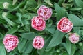 Beautiful tulips field in spring time. Pink and purple tulip flower background. Top view of tulips. Bunch of Pink with white in