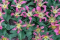 Beautiful tulips field in spring time. Pink and purple tulip flower background. Top view of tulips. Bunch of Pink with white in