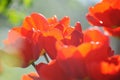 Beautiful tulips field in spring time with sun rays Royalty Free Stock Photo