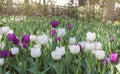 Beautiful tulips field in spring time with sun rays Royalty Free Stock Photo