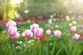 Beautiful tulips field in spring time with sun rays. Seasonal natural background Royalty Free Stock Photo