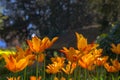 Beautiful tulips in the field