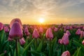 Beautiful tulips fields in the Netherlands in spring under a sunrise sky, Amsterdam, Netherlands