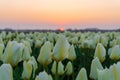 Beautiful tulips fields in the Netherlands in spring under a sunset sky, Amsterdam, Netherlands Royalty Free Stock Photo
