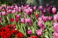 Beautiful tulips in the flower garden, Nature background Royalty Free Stock Photo