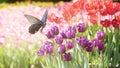 Beautiful tulips flower in tulip field at winter or spring day