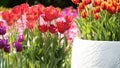 Beautiful tulips flower in tulip field at winter or spring day