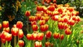 Beautiful tulips flower in tulip field at winter or spring day