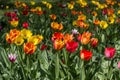 Beautiful tulips flowers background. Floral spring background. Field of tulips in bloom on a spring warm and sunny afternoon Royalty Free Stock Photo