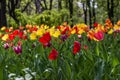 Beautiful tulips flowers background. Floral spring background. Field of tulips in bloom on a spring warm and sunny afternoon Royalty Free Stock Photo