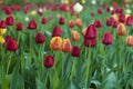 Beautiful tulips flowers blooming in a garden. Colorful tulips are flowering in garden in sunny bright day. Royalty Free Stock Photo