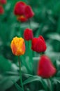 Beautiful tulips flowers blooming in a garden. Colorful tulips are flowering in garden in sunny bright day. Royalty Free Stock Photo