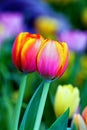 Beautiful tulips in fresh garden#3