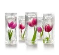 Beautiful tulips frozen inside transparent ice cube blocks