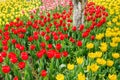 Beautiful tulips in garden