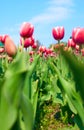 Beautiful tulips in the garden