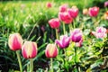 Beautiful tulips in the garden, springtime, retro filter Royalty Free Stock Photo