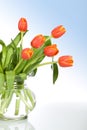 Beautiful tulips in glass vase Royalty Free Stock Photo