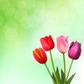 Beautiful tulips on green background