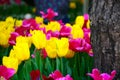 Beautiful tulips on green bokeh background, close up tulips flowers. Royalty Free Stock Photo