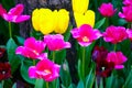 Beautiful tulips on green bokeh background, close up tulips flowers. Royalty Free Stock Photo