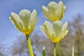 Beautiful tulips growing in a botanical garden in early springtime. Scenic view of flowering plants beginning to blossom