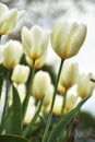 Beautiful tulips growing in a garden outdoors in early spring. Bunch of pretty and vibrant white flowers blooming in a Royalty Free Stock Photo