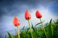 Beautiful tulips growing up in the stormy sky