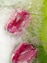 Beautiful tulips in the ice Royalty Free Stock Photo