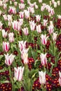 Beautiful tulips in Jephson Gardens in Leamington Spa