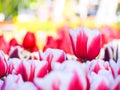 Beautiful tulips at Keukenhof garden, Natherlands