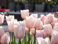 Beautiful tulips at Keukenhof garden, Natherlands