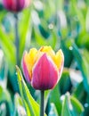 Beautiful tulips at Keukenhof garden, Natherlands