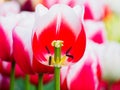 Beautiful tulips at Keukenhof garden, Natherlands