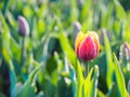 Beautiful tulips at Keukenhof garden, Natherlands