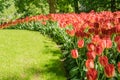 Dutch tulips from Keukenhof Garden