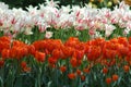 Beautiful tulips in Keukenhof, Holland Royalty Free Stock Photo